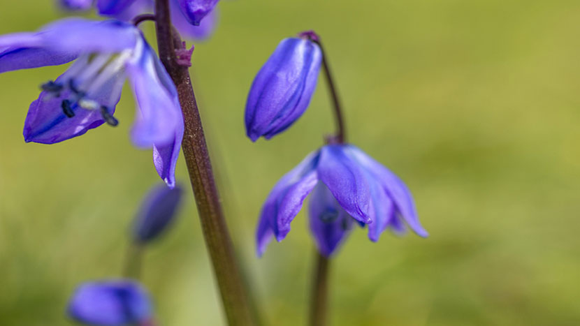 Beautiful Purple Iris opening in Springtime
