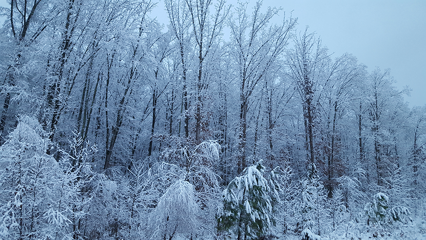 Snow on Trees.png